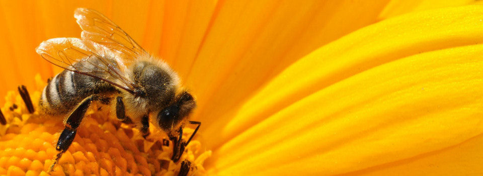 Bienenzuchtverein Lumdatal e.V.